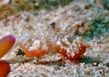 サガミツノメエビ