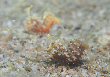 サガミツノメエビ