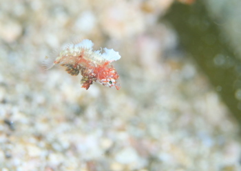 セジロノドグロベラ