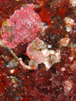 ハチジョウタツ