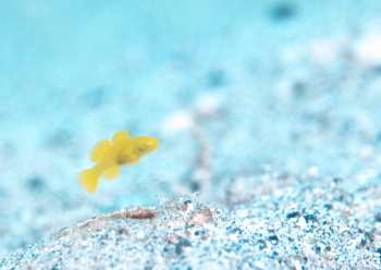 ミジンベニハゼ