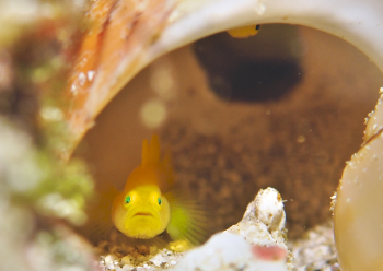 ミジンベニハゼ