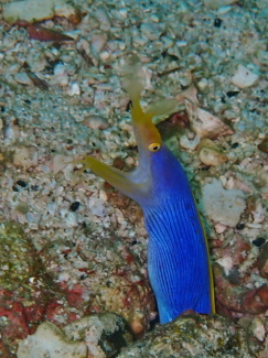 ハナヒゲウツボ