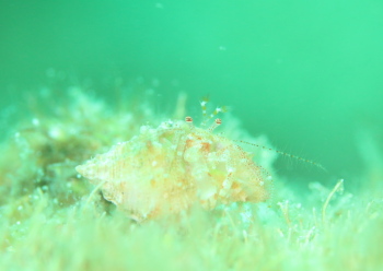 アカホシネジレヤドカリ