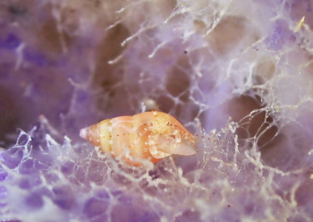 アカホシネジレヤドカリ