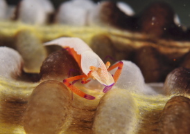 ウミウシカクレエビ