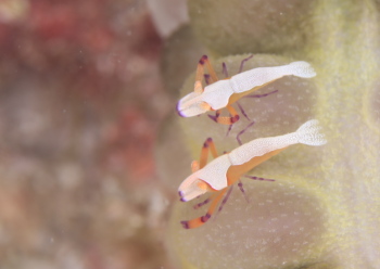 ウミウシカクレエビ