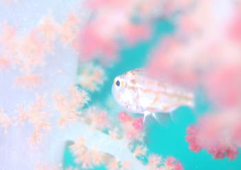 イナズマヒカリイシモチ