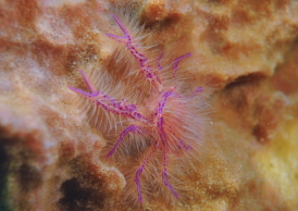 サクラコシオリエビ