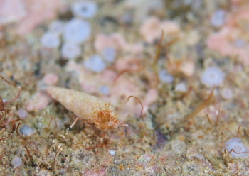 ツノメヒメヤドカリ