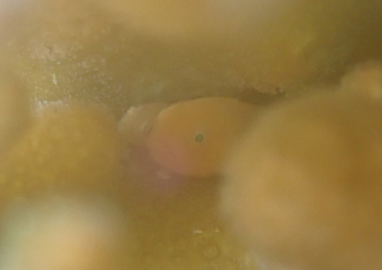 パンダダルマハゼ