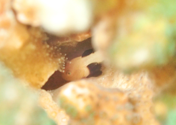 パンダダルマハゼ