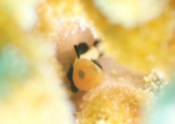 パンダダルマハゼ