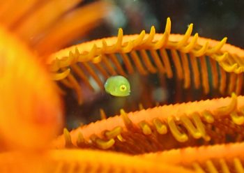 アオサハギの幼魚