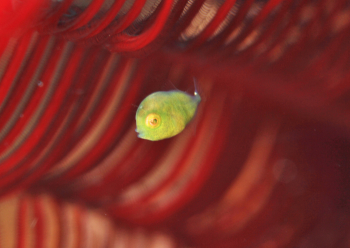 アオサハギ幼魚