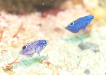 ナガサキスズメダイ