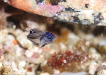 ナガサキスズメダイ