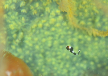 ムスジコショウダイ