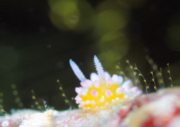 イガグリウミウシ