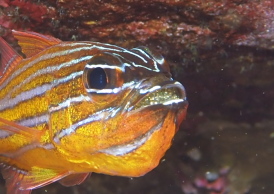 キンセンイシモチ