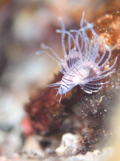 ハナミノカサゴ