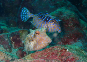 シマウミスズメ