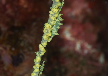 ビシャモンエビ