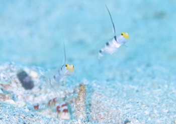 ヒレナガネジリンボウ