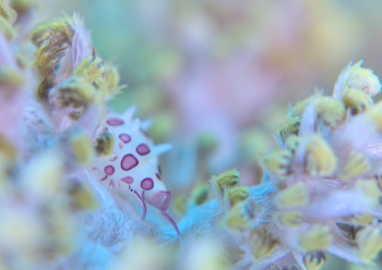 ホソテンロクケボリ