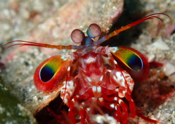 モンハナシャコ