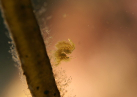 フィコカリスシムランス