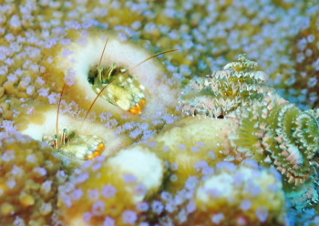 ニシキカンザシヤドカリ