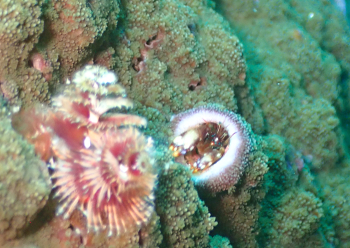 ニシキカンザシヤドカリ