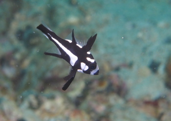 ホホスジタルミ