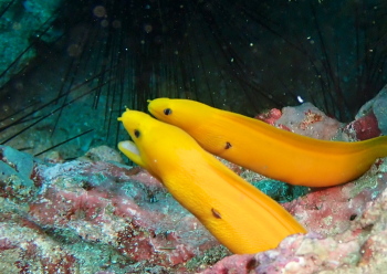 ゴールデンイールモレイ