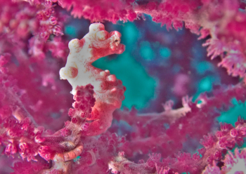 ピグミーシーホース