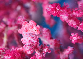 ピグミーシーホース