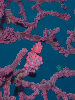 ピグミーシーホース