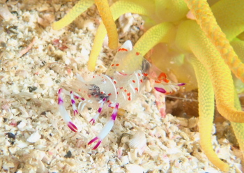 ハクセンアカホシカクレエビ