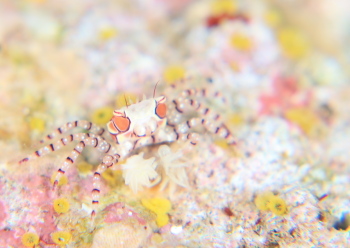 キンチャクガニ