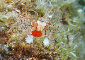 キンチャクガニ