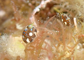 マキエホテイヨコエビ