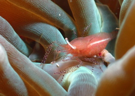 カザリイソギンチャクエビ