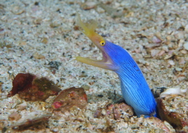 ハナヒゲウツボ