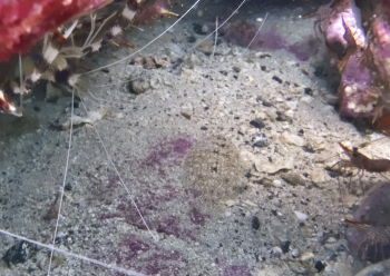 ウシノシタの仲間