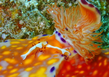 ウミウシカクレエビ