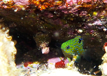 ルリホシスズメダイ