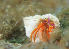 フルセゼブラヤドカリ