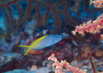 オウゴンニジギンポ