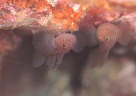 フトスジイレズミハゼ